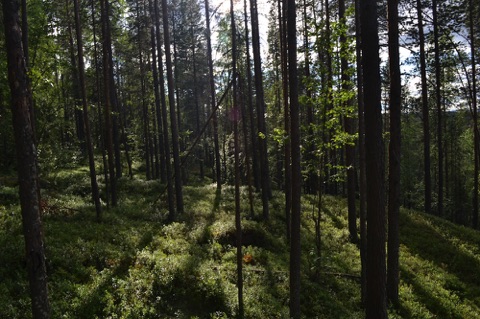 Finland forest